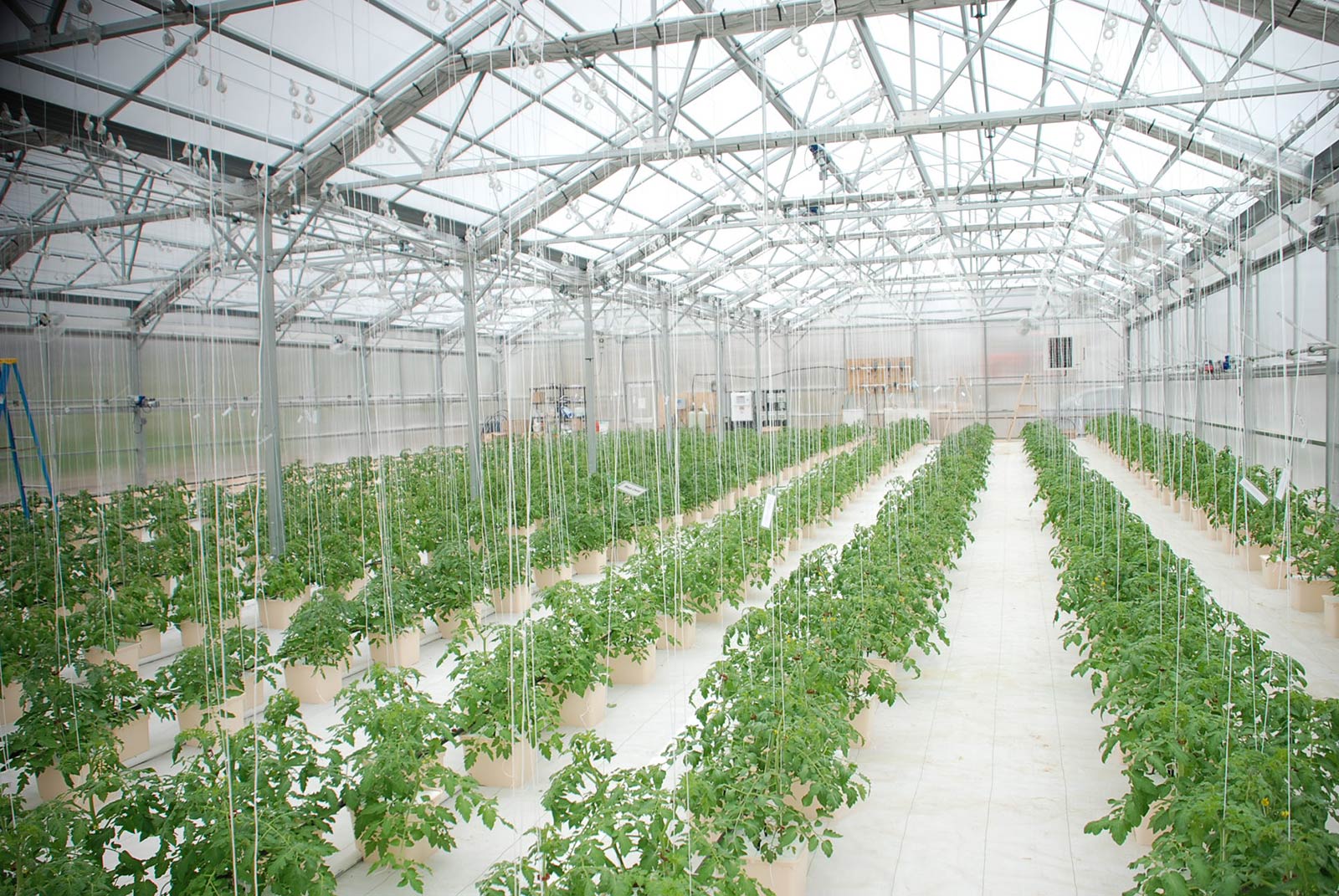 Greenhouse Hydroponic Farming